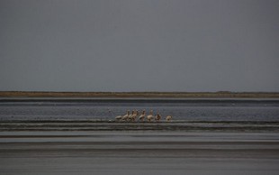 483 Namibia Okt 2006 Pelikane.JPG
